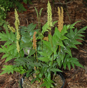 Mexican Flowering Fern